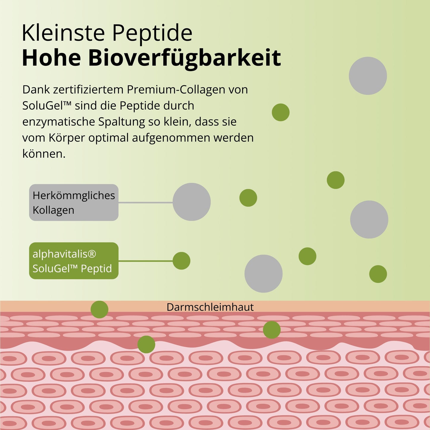 Kollagen Pulver Peptide SOLUGEL™ ULTRA BD®
